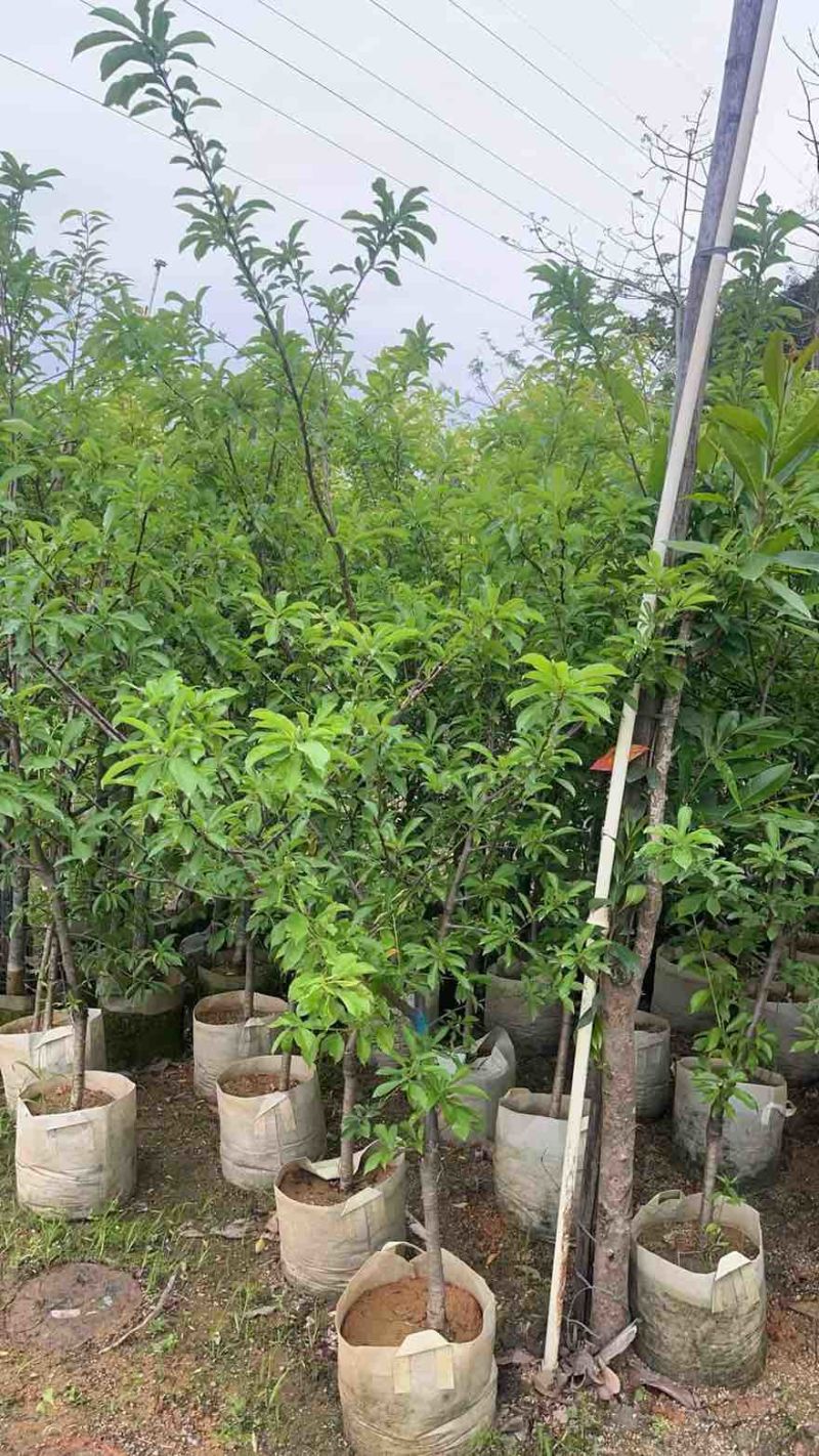 李子树果苗1-12分，各种规格，大量现货，欢迎订购
