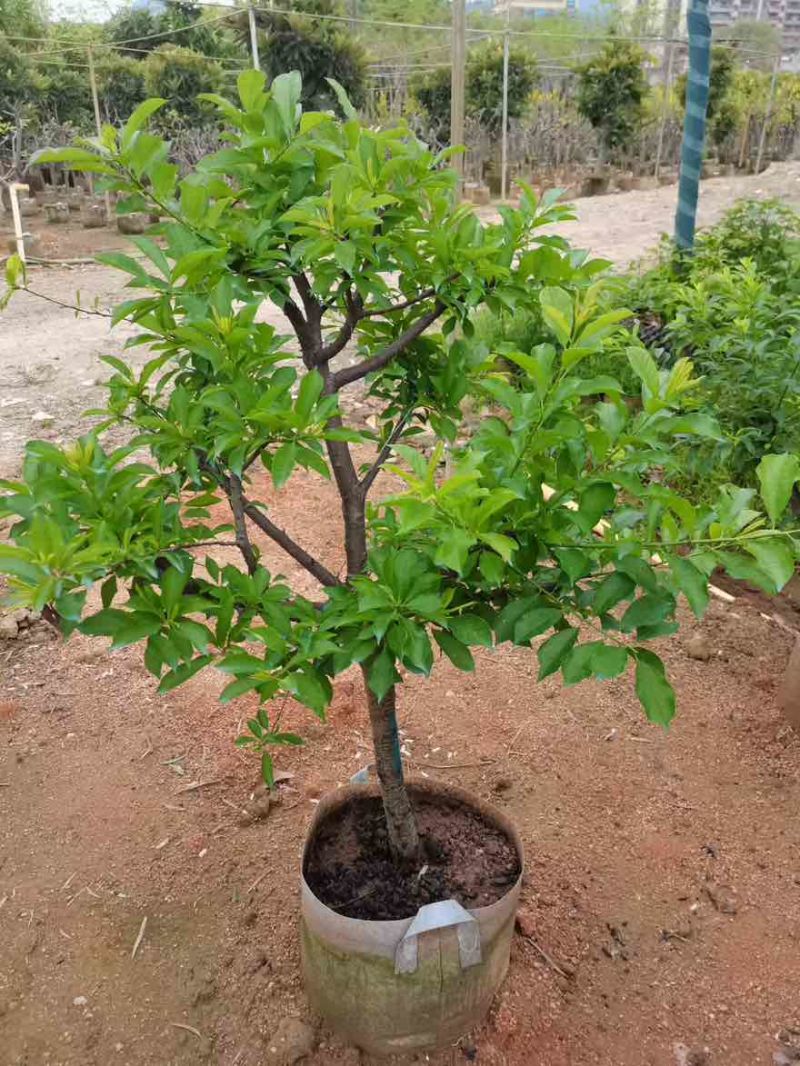 李子树果苗1-12分，各种规格，大量现货，欢迎订购
