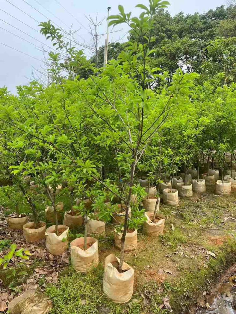 三华李1-15分，各种规格，大量现货，欢迎订购