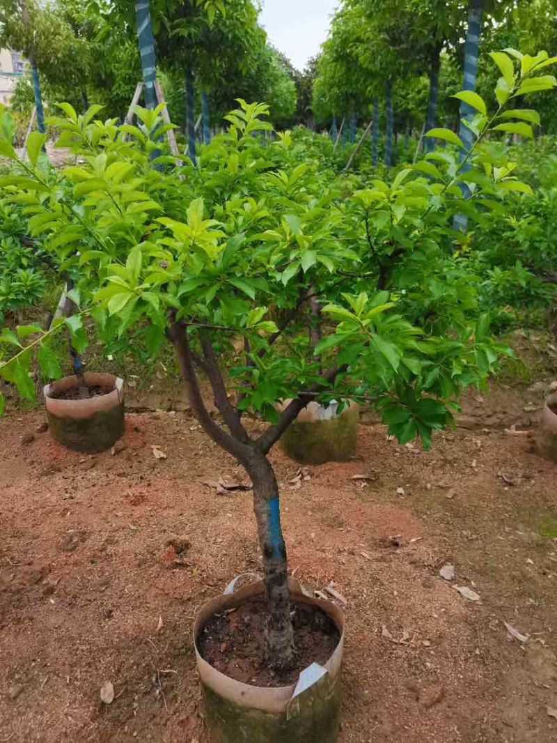 三华李1-15分，各种规格，大量现货，欢迎订购