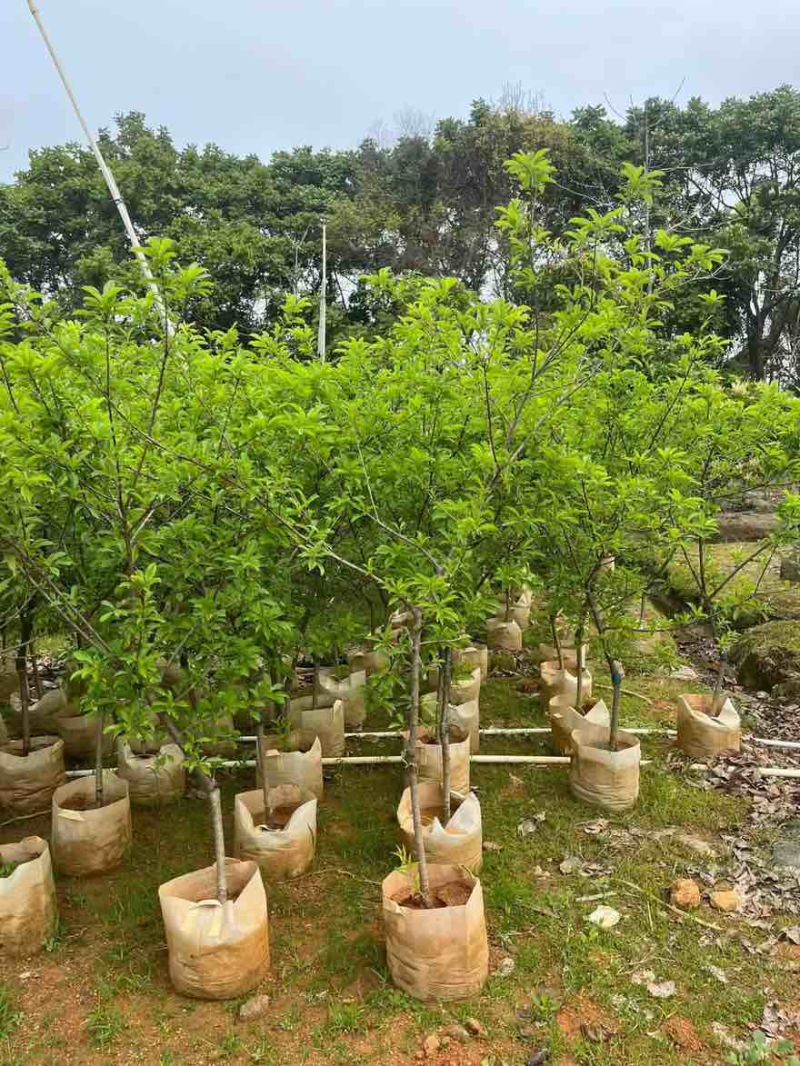 三华李1-15分，各种规格，大量现货，欢迎订购