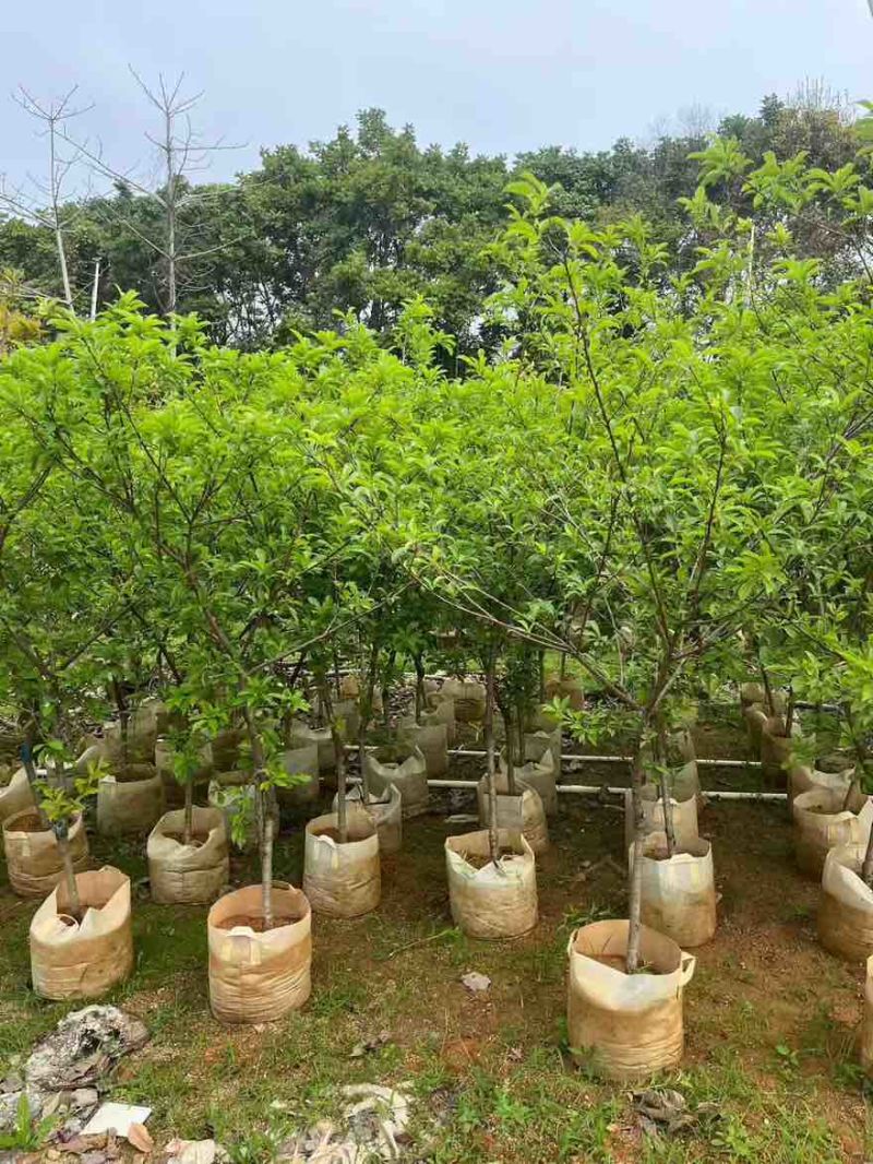 三华李1-15分，各种规格，大量现货，欢迎订购