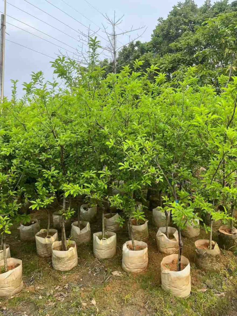 三华李1-15分，各种规格，大量现货，欢迎订购