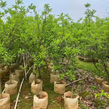 三华李1-15分，各种规格，大量现货，欢迎订购