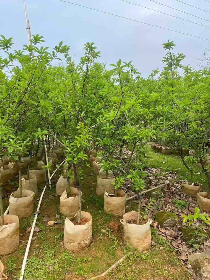 三华李1-15分，各种规格，大量现货，欢迎订购