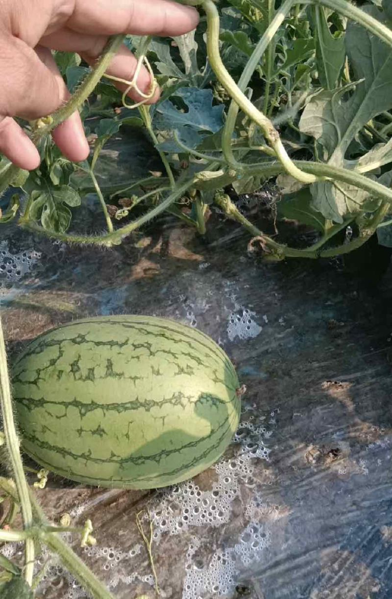【推荐】嘉秀西瓜大量上市包熟包甜产地直发价格优惠