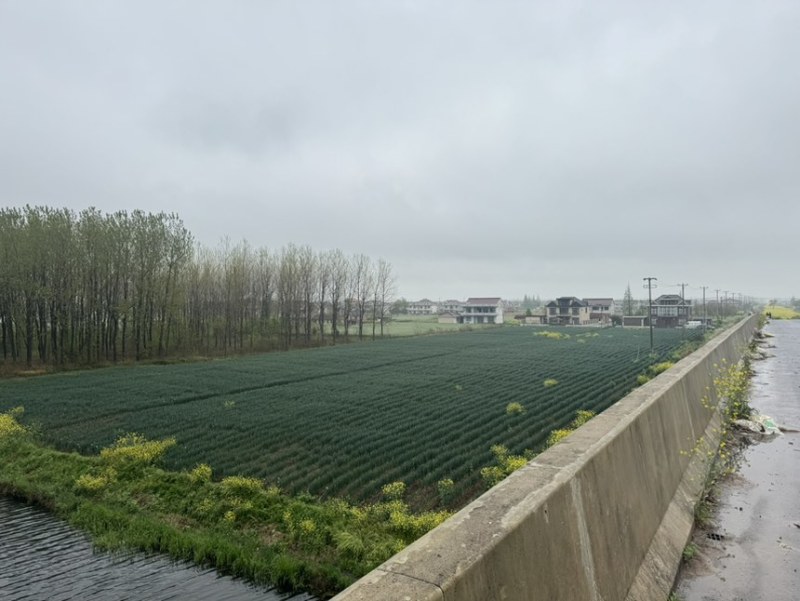 大葱