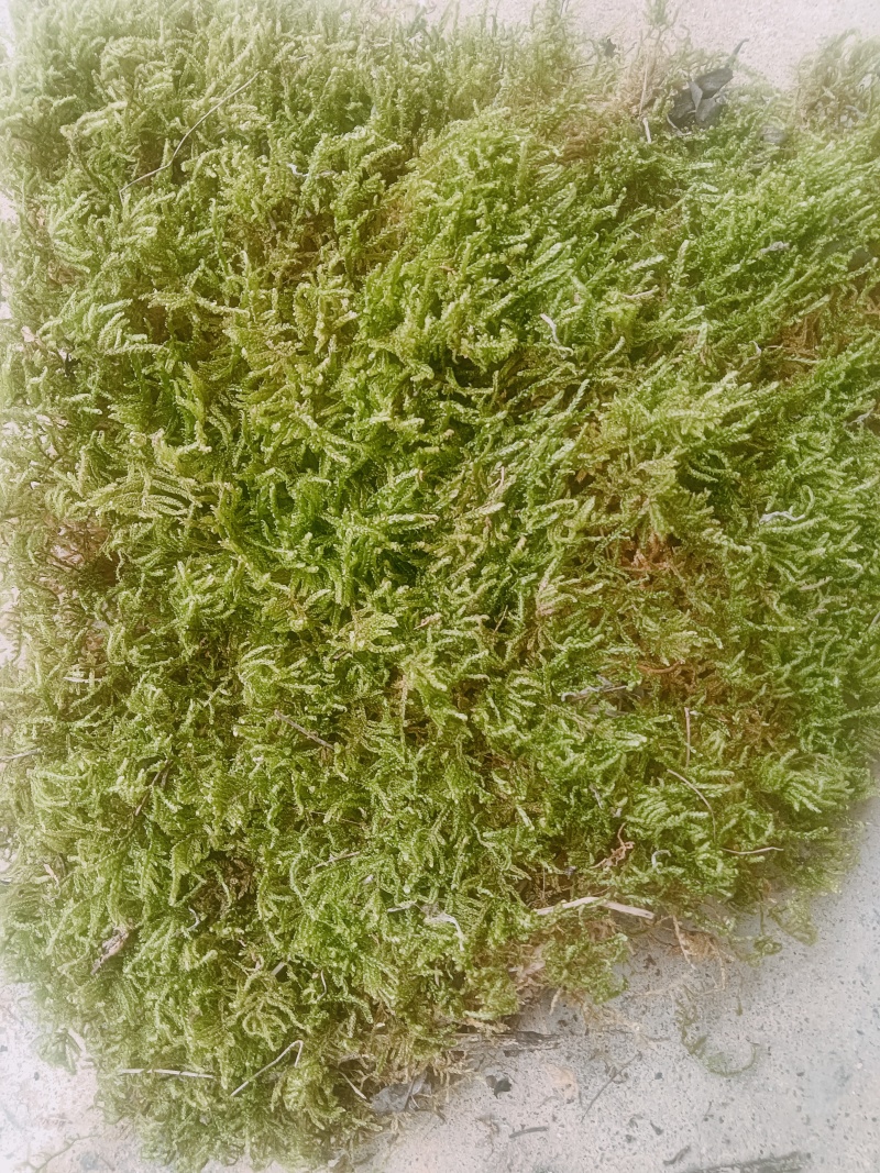 野生苔藓