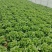 意大利生菜