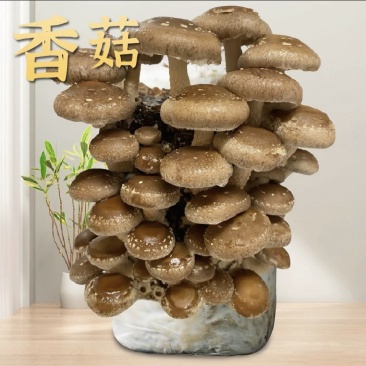 香菇🍄‍🟫