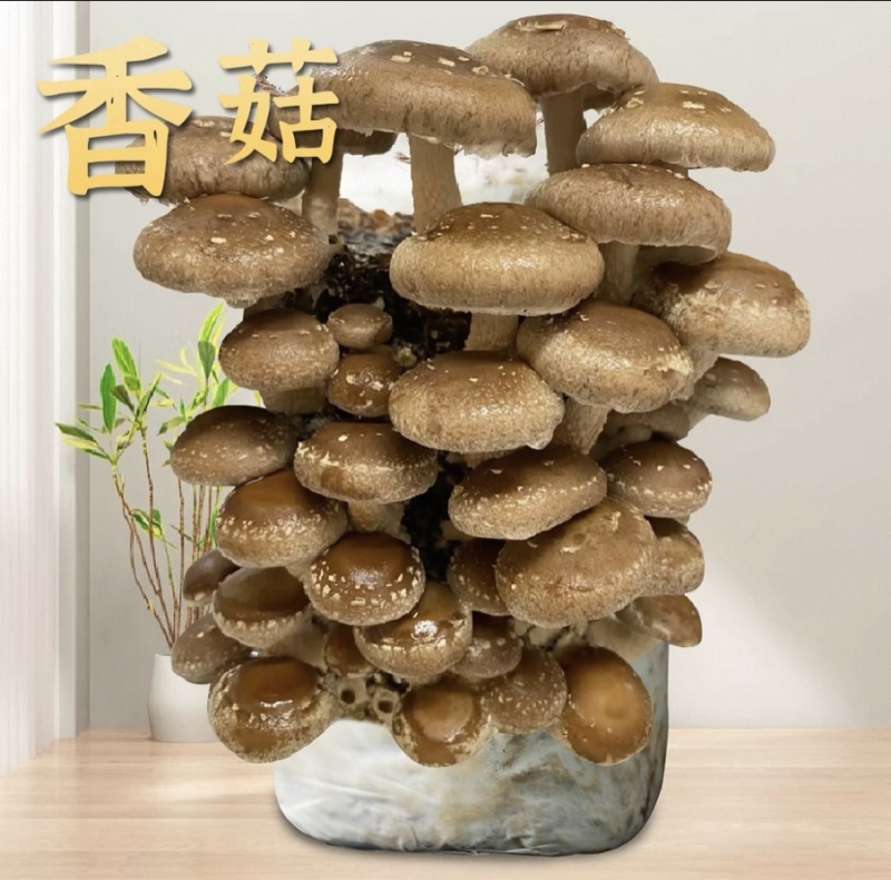 香菇🍄‍🟫