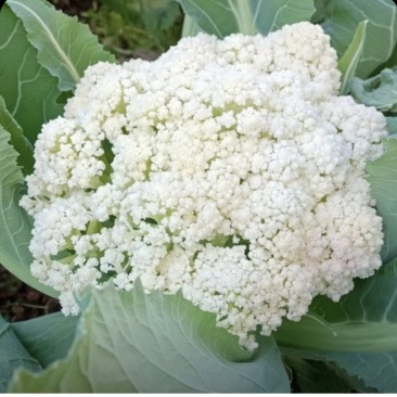 菜花
