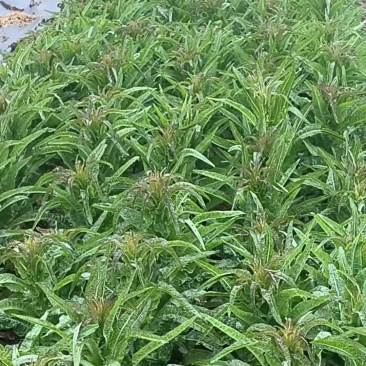 渭南华州区白菜量大耐运输按需求分拣打包大小个头都有接批发