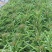 渭南华州区白菜量大耐运输按需求分拣打包大小个头都有接批发