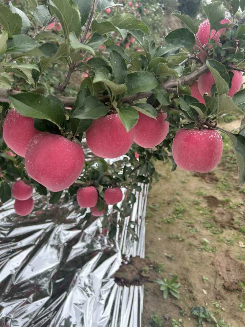 甘肃平凉庄浪红富士，高山精品货，全红要的联系