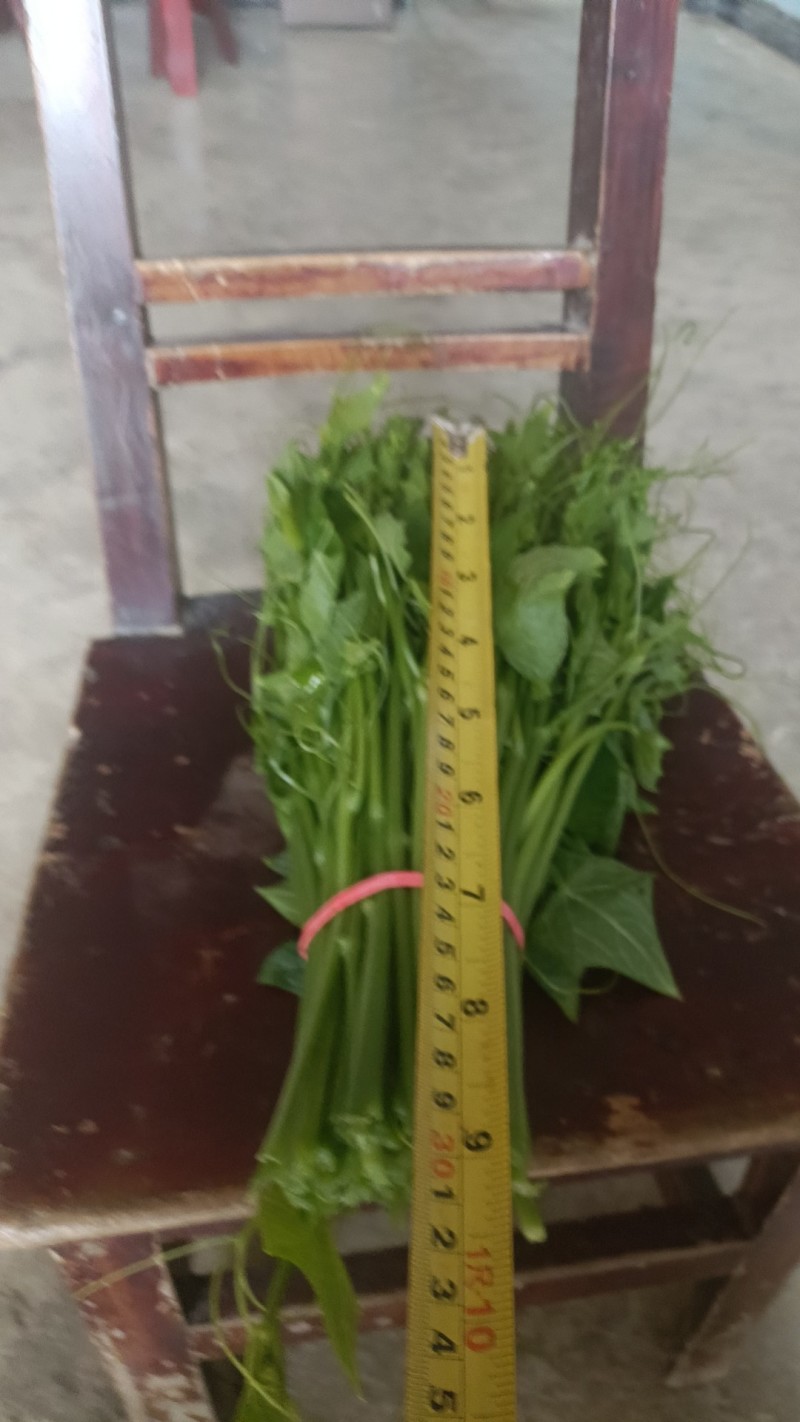 安顺龙须菜，又名佛手瓜尖，精品25cm以下。通货30cm以下