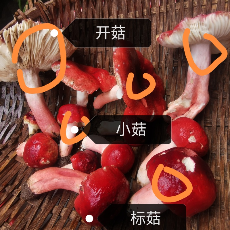 闽西北野生红菇生菇200元/斤干货1200元/斤
