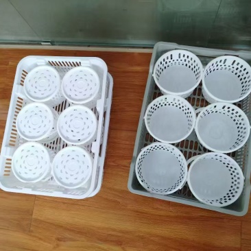 蓝莓采摘桶大量上市欢迎来电采购可视频看货