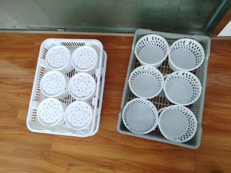 蓝莓采摘桶大量上市欢迎来电采购可视频看货
