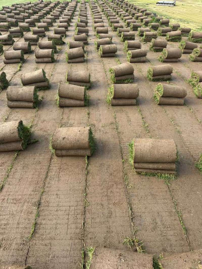 草坪