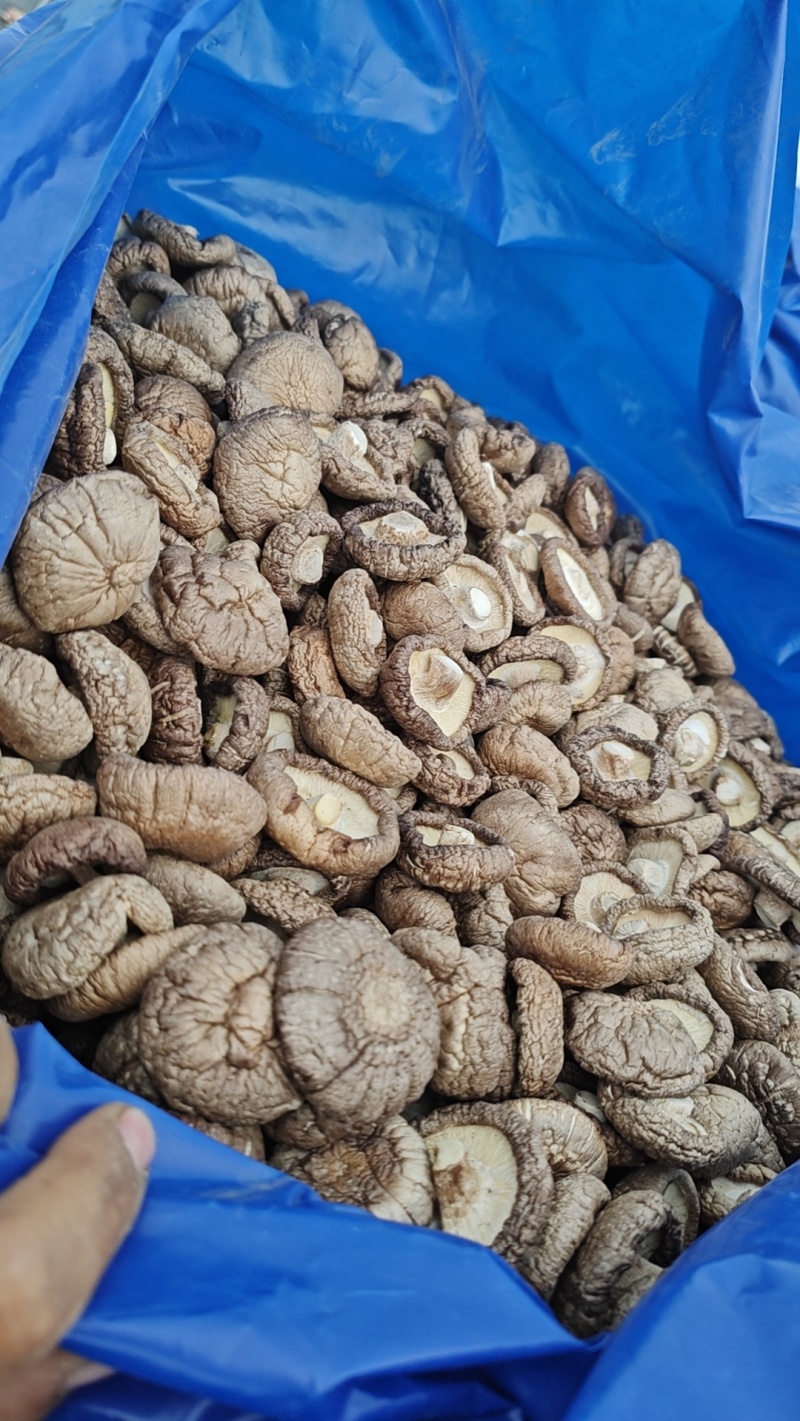 香菇干菜菇菇丁