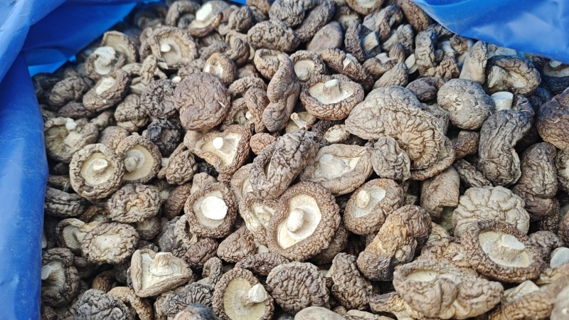 香菇干菜菇菇丁