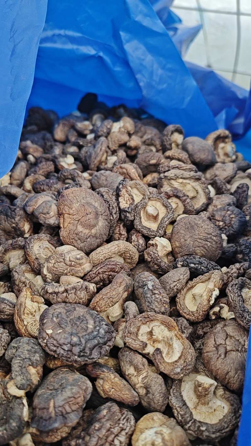 香菇干菜菇菇丁