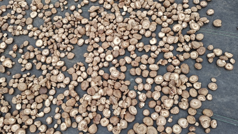 香菇干菜菇菇丁