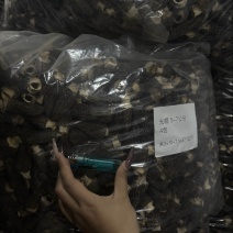 羊肚菌4-65-76-8头茬厚肉六妹