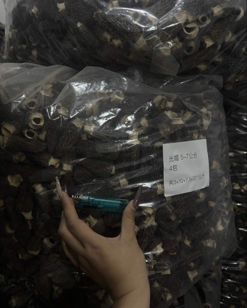 羊肚菌4-65-76-8头茬厚肉六妹