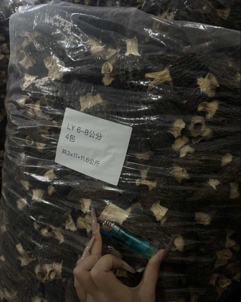 羊肚菌4-65-76-8头茬厚肉六妹