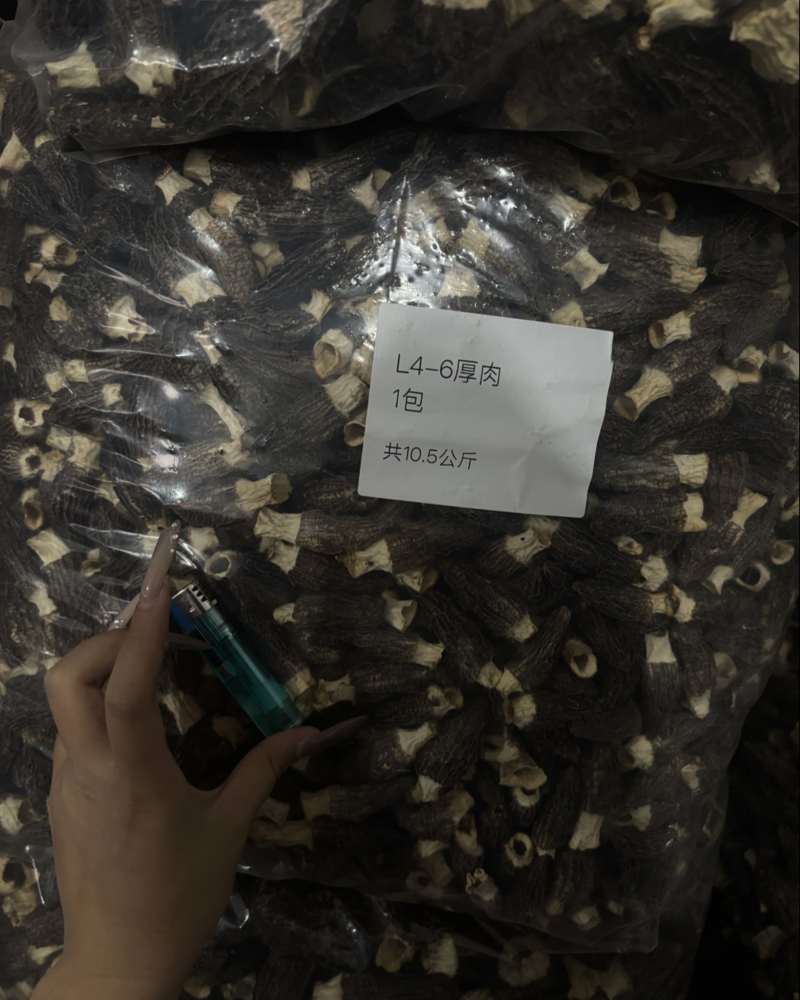 羊肚菌4-65-76-8头茬厚肉六妹