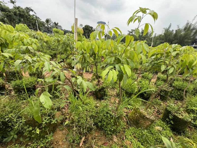 贡品仙进奉荔枝嫁接苗，4年嫁接苗、1.6~2公分杯苗