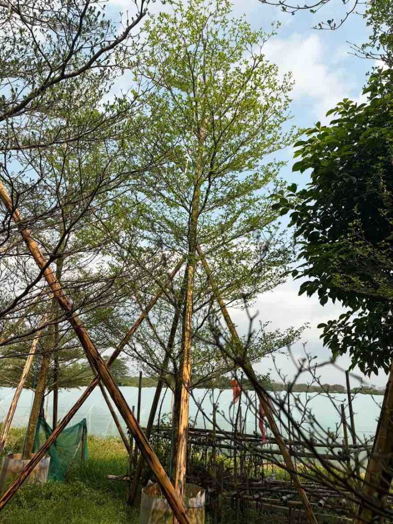小叶榄仁全冠3-15分，移植苗，原生苗，大量现货，欢迎订