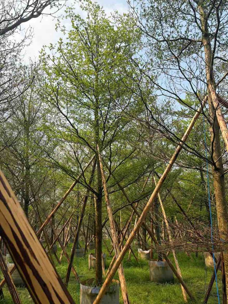 小叶榄仁全冠3-15分，移植苗，原生苗，大量现货，欢迎订