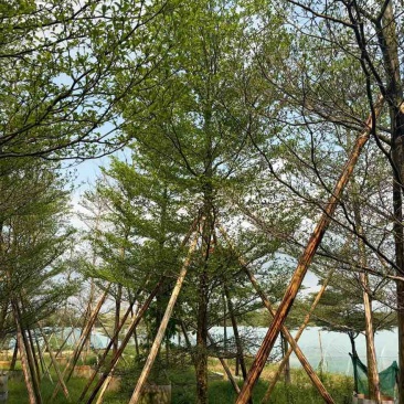小叶榄仁全冠3-15分，移植苗，原生苗，大量现货，欢迎订