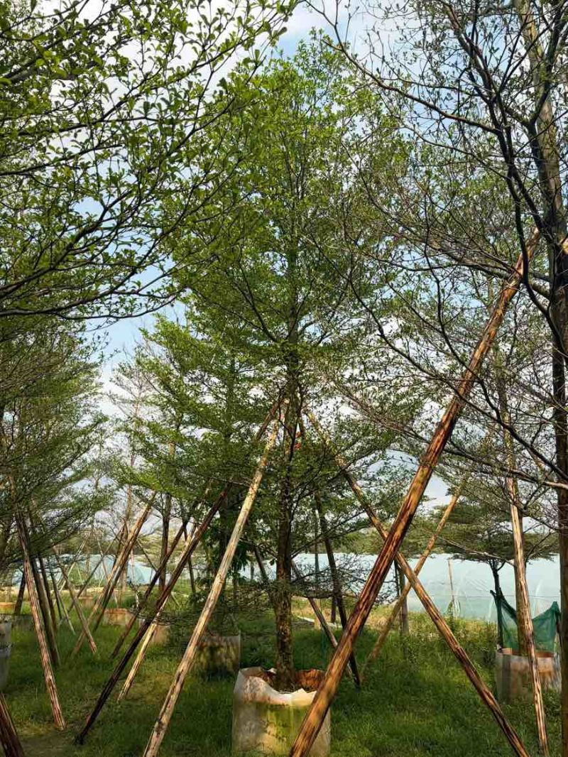小叶榄仁全冠3-15分，移植苗，原生苗，大量现货，欢迎订