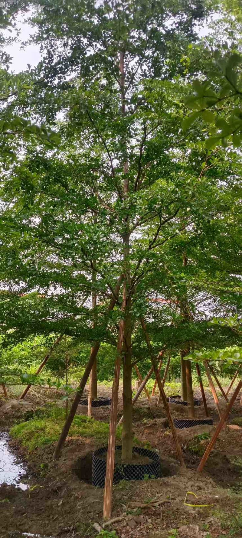 小叶榄仁全冠3-15分，移植苗，原生苗，大量现货，欢迎订