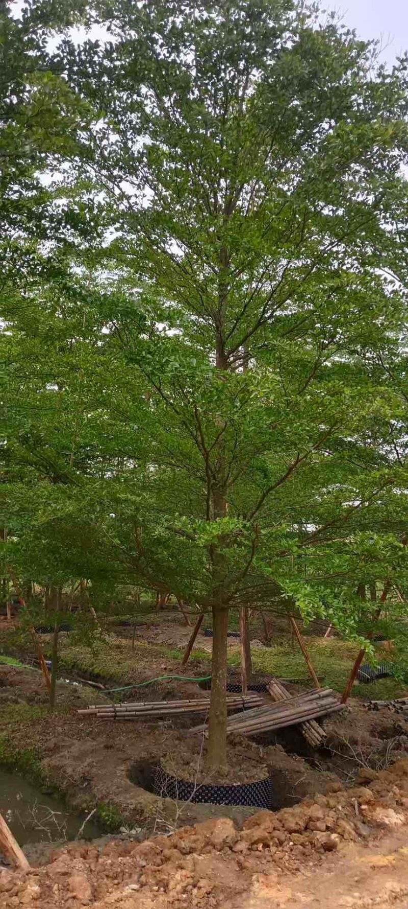 小叶榄仁全冠3-15分，移植苗，原生苗，大量现货，欢迎订