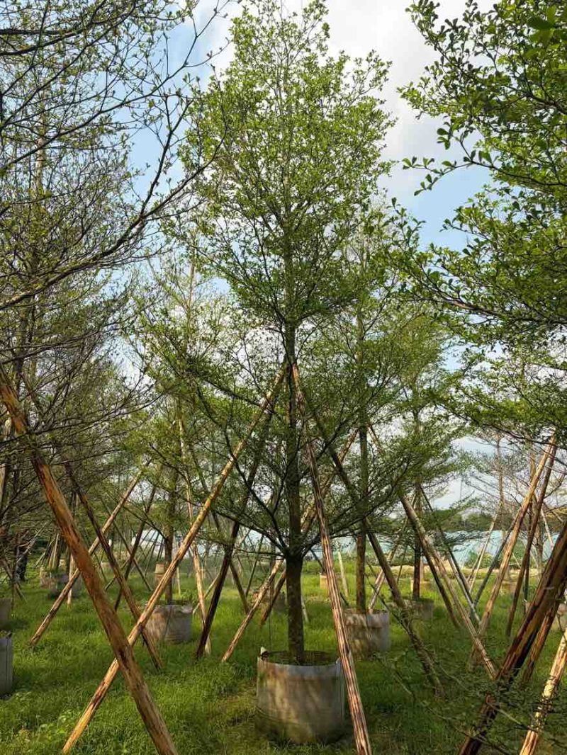 小叶榄仁全冠3-15分，移植苗，原生苗，大量现货，欢迎订