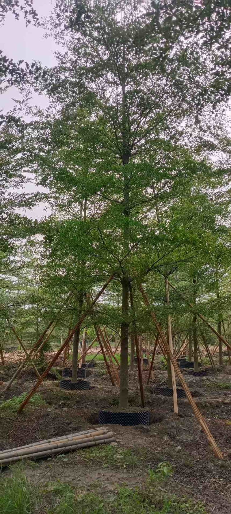 小叶榄仁全冠3-15分，移植苗，原生苗，大量现货，欢迎订