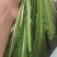 蒲公英