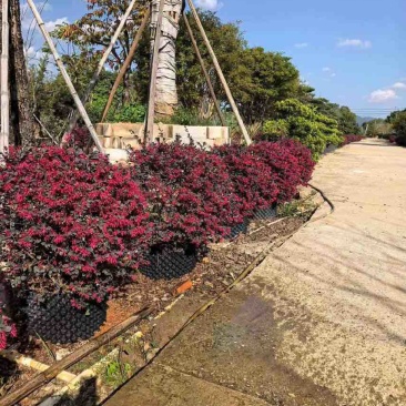本场大量红继木红花继木30-2米球大量出售
