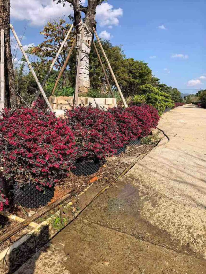 本场大量红继木红花继木30-2米球大量出售