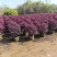 本场大量红继木红花继木30-2米球大量出售