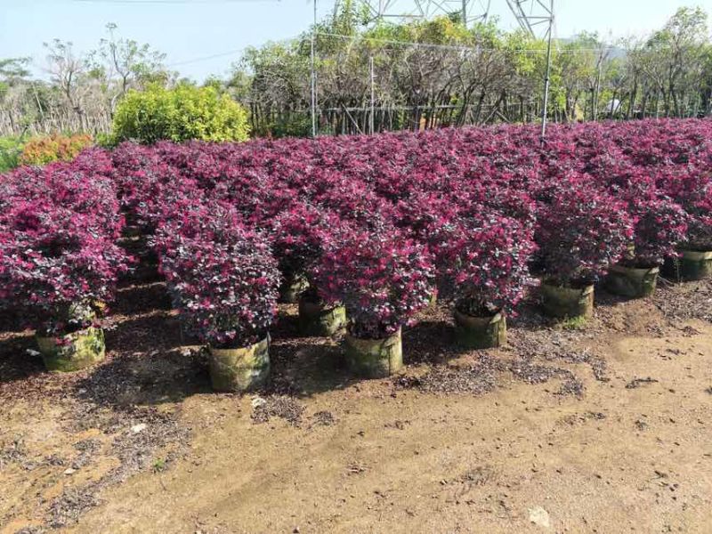 本场大量红继木红花继木30-2米球大量出售