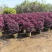 本场大量红继木红花继木30-2米球大量出售