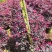 本场大量红继木红花继木30-2米球大量出售