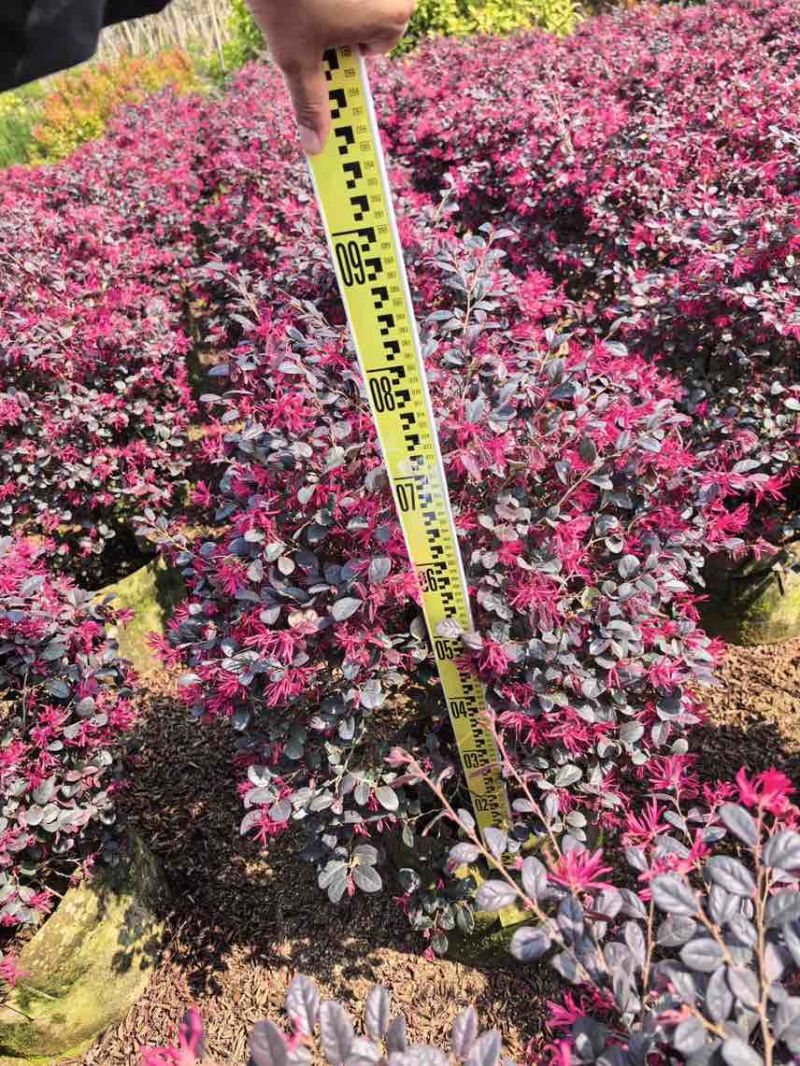 本场大量红继木红花继木30-2米球大量出售