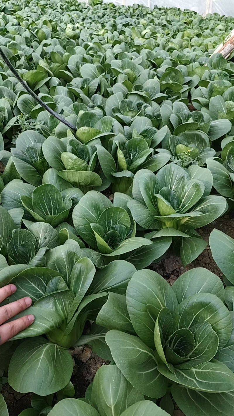 上海青